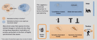 Graphical Abstract