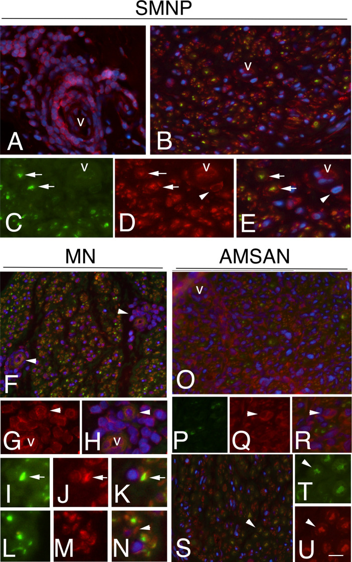 Figure 5