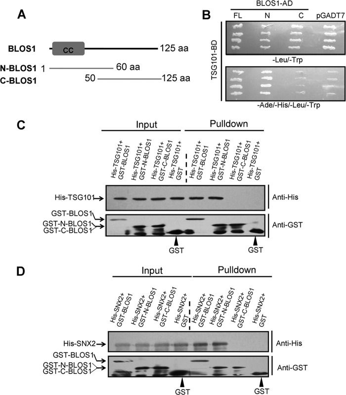 FIGURE 7.