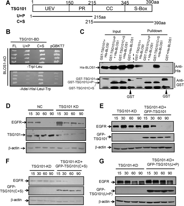 FIGURE 10.