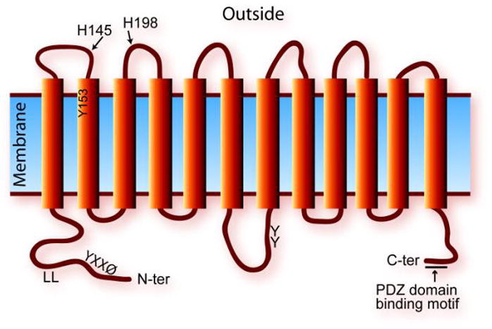 Fig. 3