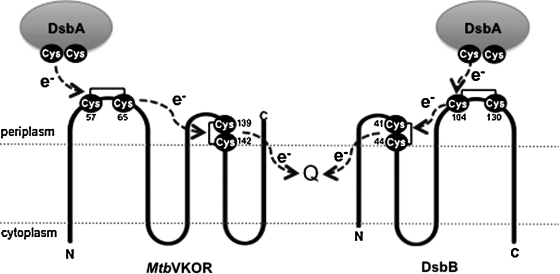 FIG. 5.