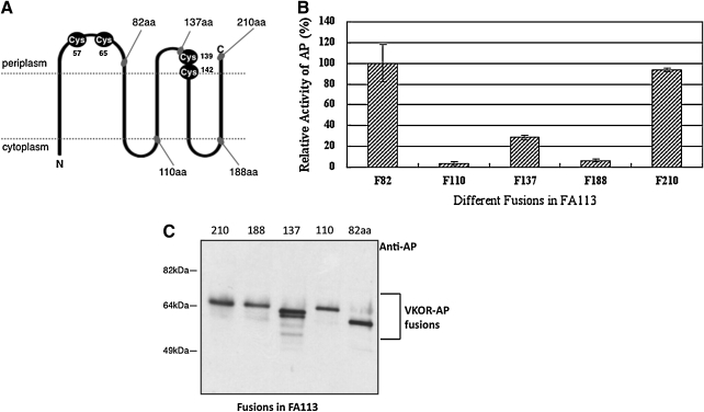 FIG. 1.