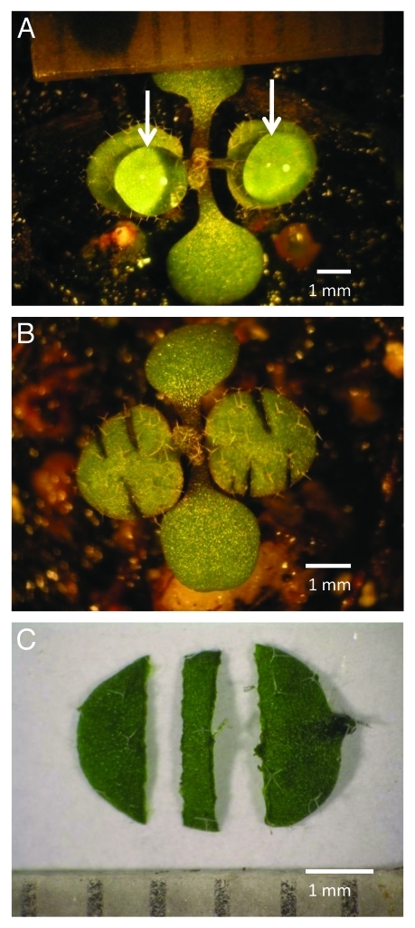 Figure 1.