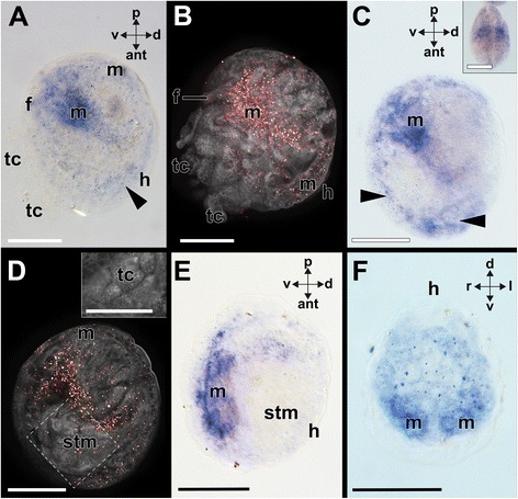 Fig. 8