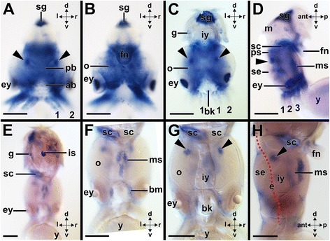 Fig. 10