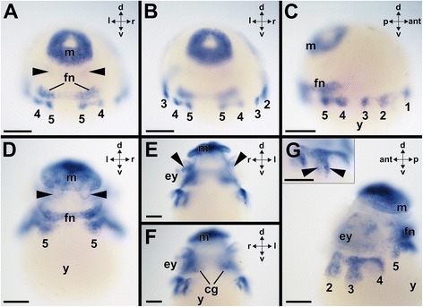 Fig. 9