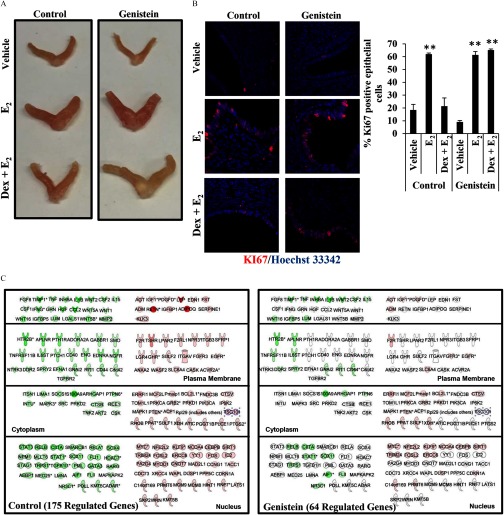 Figure 10A shows the photographs of the adult uteri of mice injected with vehicle (saline), E2, and Dex plus E2. Figure 10B shows images of Hoescht 33342 staining from control and genistein groups treated with vehicle, E2, and Dex plus E2. It also shows a bar graph plotting the percentage of Ki67 positive epithelial cells (y-axis) in control and genistein groups (x-axis). Figure 10C shows the genes regulated in the cellular growth and proliferation pathway per Ingenuity Pathway Analysis. Dex treatment regulated 175 genes in the control mice and 64 genes in the genistein-exposed mice. Red denotes induced genes and green denotes repressed genes.