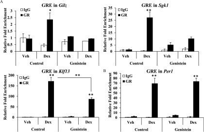 Figure 8A represents the bar graphs plotting the relative fold enrichment of IgG and GR at GRE’s in the Gilz, Sgk1, and Klf13 genes (y-axis) in the uteri of the control and genistein-exposed mice (x-axis) in response to vehicle or Dex treatment. Figure 8B represents the bar graph plotting the relative fold enrichment of IgG and GR are a GRE in the Per1 gene (y-axis) in the uteri of the control and genistein-exposed mice (x-axis) in response to vehicle or Dex treatment.