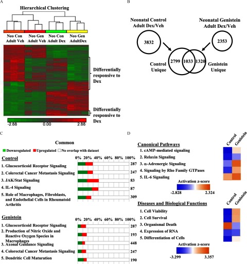 Figure 5A represents the tree diagram and heat map showing the hierarchical clustering of significantly regulated genes where red denotes induced genes and green denotes repressed genes. Figure 5B represents the Venn diagram illustrating the comparison between the control and genistein-exposed groups in response to Dex treatment. Figure 5C represents the five regulated canonical pathways for control and genistein-exposed mice in response to Dex treatment, and the percentage of genes up-regulated and down-regulated per pathway are provided in the bar graphs. Figure 5D shows the comparison between the top five canonical pathways and the top five diseases and biological functions that demonstrates contrasting activation z scores for control and genistein-exposed mice in response to Dex treatment.