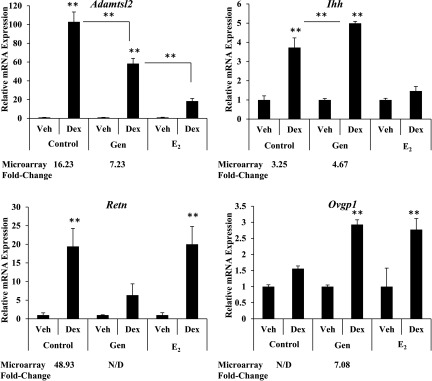 Figure 6 represents the bar graphs of qRT-PCR data from independent samples showing the relative mRNA expression (y-axis) of Adamtsl2, Ihh, Retn, and Ovgp1 for control, genistein-, and E2-exposed mice (x-axis) in response to vehicle or Dex treatment.