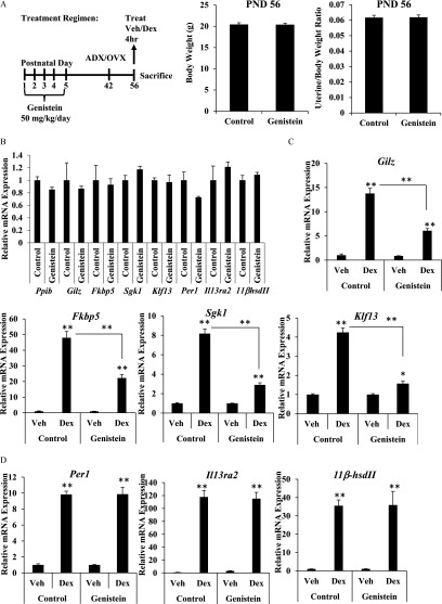 Figure 3A represents the dosing regimen timeline and two bar graphs showing body weight in grams and uterine to body weight ratio on the 56th postnatal day for control mice and mice treated with genistein. Figure 3B represents the bar graphs plotting the relative mRNA expression (y-axis) of Ppib, Gilz, Fkbp5, Sgk1, Klf13, Per1, Il13ra2, and 11bhsdII for control and genistein-treated mice at baseline (x-axis). Figure 3C represents the bar graphs plotting relative mRNA expression of Gilz, Fkbp5, Sgk1, and Klf13 (y-axis) for the vehicle- and Dex-treated control and genistein groups (x-axis). Figures 3D represents the bar graphs plotting relative mRNA expression of expression of Per1, Il13ra1, and 11bHsdII for the vehicle- and Dex-treated control and genistein groups (x-axis).