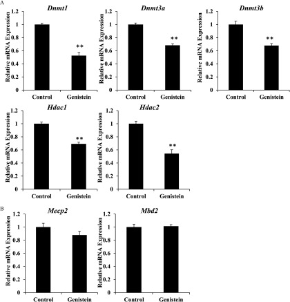 Figure 9A represents the bar graphs plotting the relative mRNA expression (y-axis) of Dnmt1, Dnmt3a, Dnmt3b, Hdac1, and Hdac2 in adult mice of the control and genistein-exposed mice (x-axis). Figure 9B represents the bar graphs plotting the relative mRNA expression (y-axis) of Mbd2 and Mecp2 in adult mice of the control and genistein-exposed mice (x-axis).