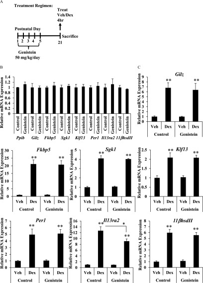 Figure 2A represents the dosing regimen timeline. Figure 2B represents the bar graphs plotting the relative mRNA expression (y-axis) of Ppib, Gilz, Fkbp5, Sgk1, Klf13, Per1, Il13ra2, and 11bhsdII for control and genistein-treated mice at baseline (x-axis). Figure 2C represents the bar graphs plotting the relative mRNA expression (y-axis) of Ppib, Gilz, Fkbp5, Sgk1, Klf13, Per1, Il13ra2, and 11bhsdII for control and genistein-treated mice in response to vehicle and Dex treatment (x-axis).