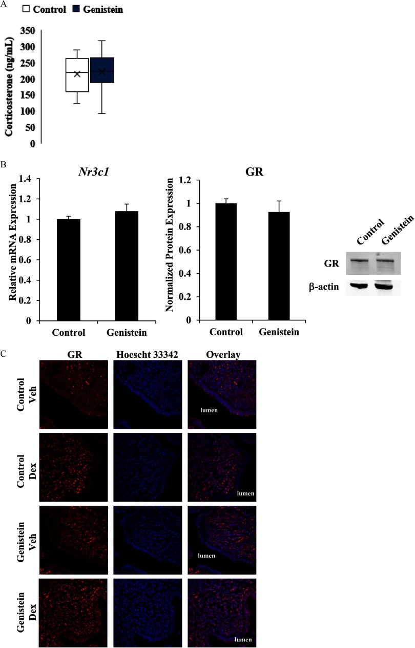 Figure 7A shows the corticosterone measured in nanograms per milliliter in adult control and genistein-exposed mice. Figure 7B represents the bar graphs plotting the relative mRNA expression (y-axis) of GR and Nr3c1 in control and genistein-exposed mice (x-axis). Figure 7C shows the images of GR, Hoescht 33342, and overlay for vehicle- and Dex-treated control and genistein groups.