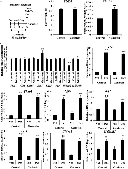 Figure 1A represents the dosing regimen timeline and two bar graphs showing body weight in grams and uterine to body weight ratio on the fifth postnatal day for control mice and mice treated with genistein. Figures 1B and 1C represent the bar graphs plotting the relative mRNA expression (y-axis) of Ppib, Gilz, Fkbp5, Sgk1, Klf13, Per1, 11βhsdII, and Il13ra2 for control and genistein-treated mice (x-axis), where 1B is relative expression at baseline and 1c is relative expression in response to dexamethasone treatment.