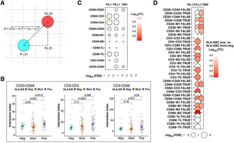 Figure 5. Interactions between different immune cell subtypes in the DLBCL microenvironment. A, The Euclidean distance d between two cells. B, Boxplots depicting differences in the number of interactions between B cells and macrophages, T cells with other T cells, as well as T cells and macrophages in HLA-DR–positive (pos), moderate (mod), and negative (neg) DLBCLs. C, Bubble plot depicting the expression of immune checkpoint molecules on macrophages that interact with other immune cells compared with macrophages that do not interact with these cells, as well as on T cells and B cells that interact with macrophages compared to T cells and B cells that do not interact with macrophages. The size of the bubbles is proportional to −log10(FDR-adjusted P value), and the color of the bubbles resembles log10FC of interacting versus noninteracting cells. D, Bubble plot depicting differences in the expression of immune checkpoint molecules on immune cells that interact (TRUE) and do not interact (FALSE) with other immune cell subtypes between HLA-ABC–positive and moderate/negative DLBCLs. The size of the bubbles is proportional to −log10(FDR-adjusted P value), and the color of the bubbles resembles log10FC of HLA-ABC–positive versus moderate/negative.