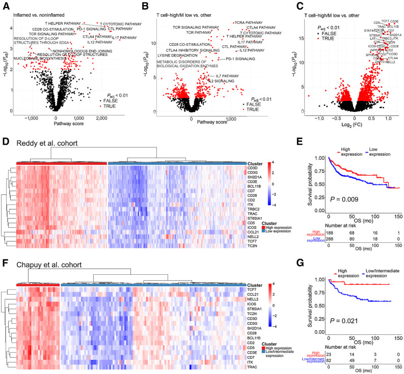 Figure 3. Differentially enriched pathways and differentially expressed genes between distinct LME phenotypes. A, A volcano plot depicting differentially enriched pathways between the T cell–high (inflamed) and T cell–low (noninflamed) groups in the mIHC cohort. B and C, Volcano plots depicting differentially enriched pathways (B) and differentially expressed genes (C) between the T cell–high/macrophage-low (T cell–high/M low) and T cell–high/macrophage-high or T cell–low groups in the Reddy and colleagues' cohort. D, Unsupervised hierarchical clustering of samples in the Reddy and colleagues' cohort based on the expression of the 18-gene signature most differentially expressed between the T-cell high/macrophage-low and T cell–high/macrophage-high or T cell–low groups. E, Kaplan–Meier (log-rank test) survival plot depicts OS in the groups with high and low expression of the T cell–high/macrophage-low gene signature in the Reddy and colleagues' cohort. F, Unsupervised hierarchical clustering of samples in the Chapuy and colleagues' cohort based on the expression of the 18-gene signature most differently expressed between the T cell–high/macrophage-low and T cell–high/macrophage-high or T cell–low groups. TRBC2 was not expressed in this cohort. G, Kaplan–Meier (log-rank test) survival plot depicts OS in the groups with high and low expression of the T cell–high/macrophage-low gene signature in the Chapuy and colleagues' cohort. In D and F, heat maps represent z-score normalized data; red color denotes expression above mean, blue color expression below mean, and white color mean. Gray color denotes missing data.