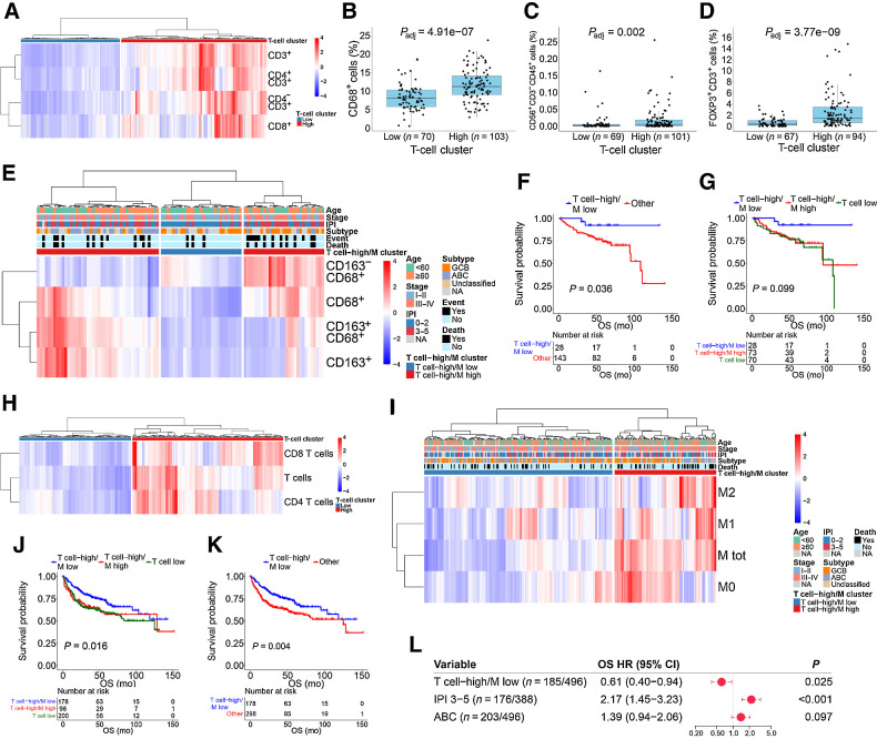 Figure 2. The clinical impact of T cells and macrophages in the DLBCL microenvironment. A, Unsupervised hierarchical clustering of T-cell subtypes quantified by mIHC. B–D, Boxplots depicting the proportions of macrophages (B), NK cells (C), and regulatory T cells (D) in the groups with high and low proportion of T cells in the mIHC cohort. E, Unsupervised hierarchical clustering of macrophage subtypes in the T cell–high group quantified by mIHC. F and G, Kaplan–Meier (log-rank test) survival plots depict OS in the T cell–high/macrophage-low (T cell–high/M low) and T cell–high/macrophage-high (T cell–high/M high) or T cell–low groups (F), as well as in the T cell–high/macrophage-low (T cell–high/M low), T cell–high/macrophage-high (T cell–high/M high), and the T cell–low groups (G) in the mIHC cohort. H, Unsupervised hierarchical clustering of T-cell subtypes in the Reddy and colleagues' cohort inferred by CIBERSORT. I, Unsupervised hierarchical clustering of macrophage subtypes in the T cell–high group in the Reddy and colleagues' cohort inferred by CIBERSORT. J and K, Kaplan–Meier (log-rank test) survival plots depict OS in the T-cell high/macrophage-low (T cell–high/M low), T cell–high/macrophage-high (T cell–high/M high), and T cell–low groups (J), as well as in the T cell–high/macrophage-low (T cell–high/M low) and T cell–high/macrophage high (T cell–high/M high) or T cell–low groups (K) in the Reddy and colleagues' cohort. L, Forest plot visualizing the impact of the T cell–high/macrophage-low group on OS in a Cox regression multivariate analysis with IPI and molecular subtype in the Reddy and colleagues' cohort. In A, E, G, and H, heat maps represent z-score normalized data; red color denotes expression above mean, blue color expression below mean, and white color mean. Gray color denotes missing data.