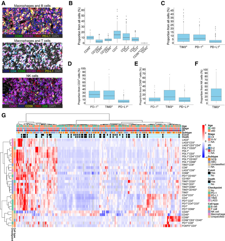 Figure 1. The heterogeneity of the DLBCL microenvironment revealed by mIHC. A, Representative images from mIHC analyses performed on TMAs. Macrophages and B cells: CD20, blue; CD68, green; CD163, magenta; TIM3, red; PD-L1, yellow; DAPI, gray. Macrophages and T cells: CD3, blue; CD4, cyan; CD68, green; CD163, magenta; PD-1, red; PD-L1, yellow; DAPI, gray. NK cells: CD45, magenta; CD3, blue; CD56, yellow; TIM3, red; Granzyme B, green; DAPI, gray. Scale bar, 50 μm. B and C, Boxplots depicting the proportions of different immune cell subtypes (B) and immune checkpoint–expressing cells (C) out of all cells in the DLBCL LME. D–F, Boxplots depicting the proportions of T cells (D), macrophages (E), and NK cells (F) expressing immune checkpoint molecules in the DLBCL LME. G, Unsupervised hierarchical clustering of all quantified immune cells and their immunophenotypes. Heat map represents z-score normalized data; red color denotes expression above mean, blue color expression below mean, and white color mean. Gray color denotes missing data.