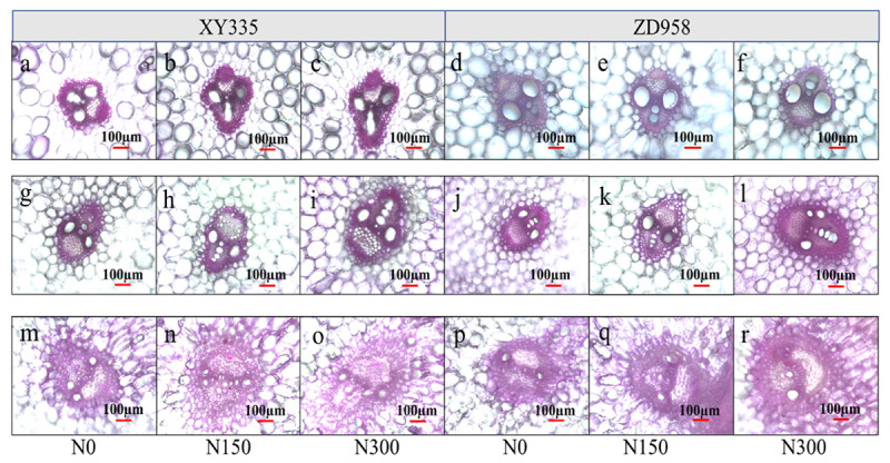 APPENDIX FIGURE 1