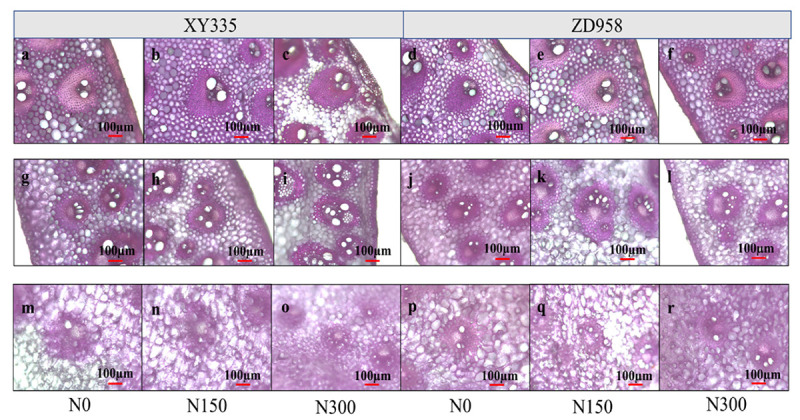 APPENDIX FIGURE 2