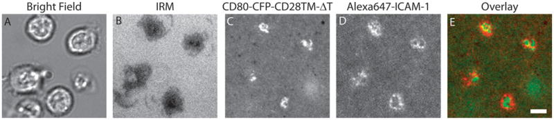 Figure 24.5.9