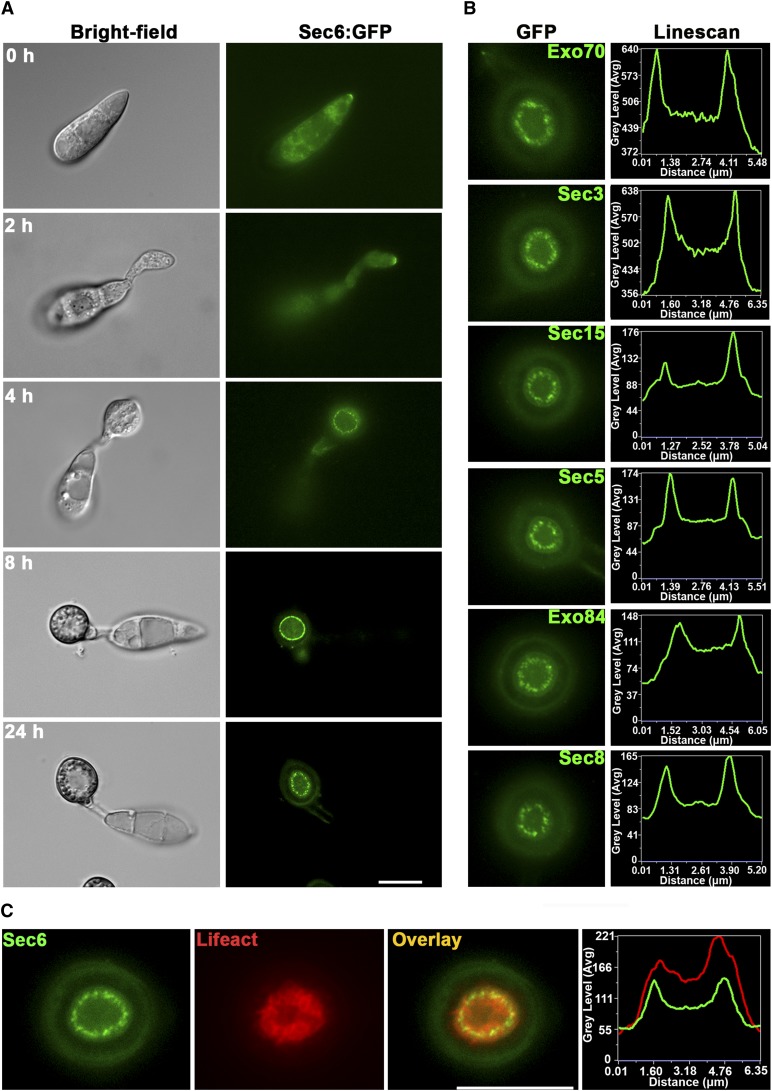 Figure 2.