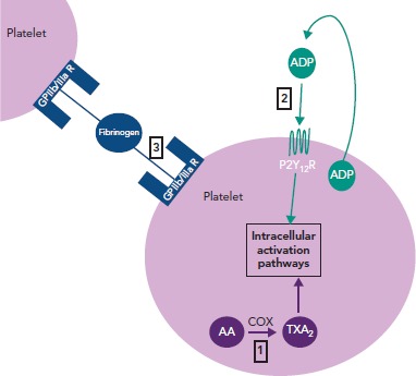 Figure 1: Sites of Action for Antiplatelet Agents