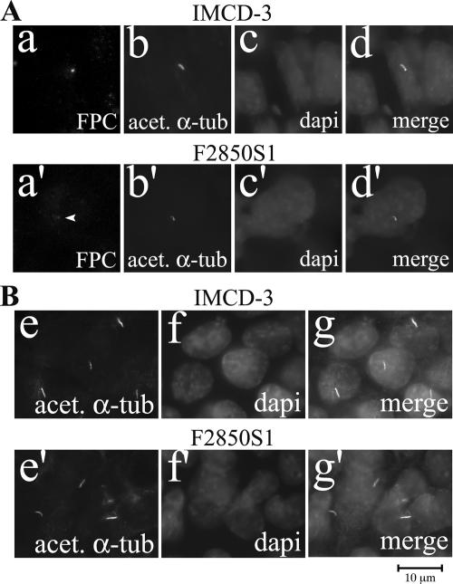 FIG. 5.