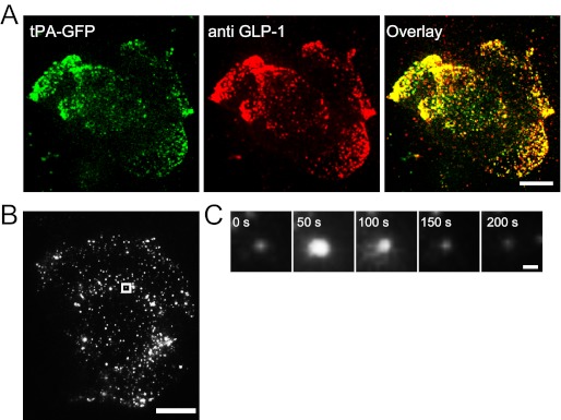 FIGURE 3.