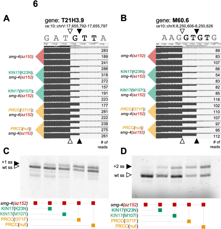 Fig 6