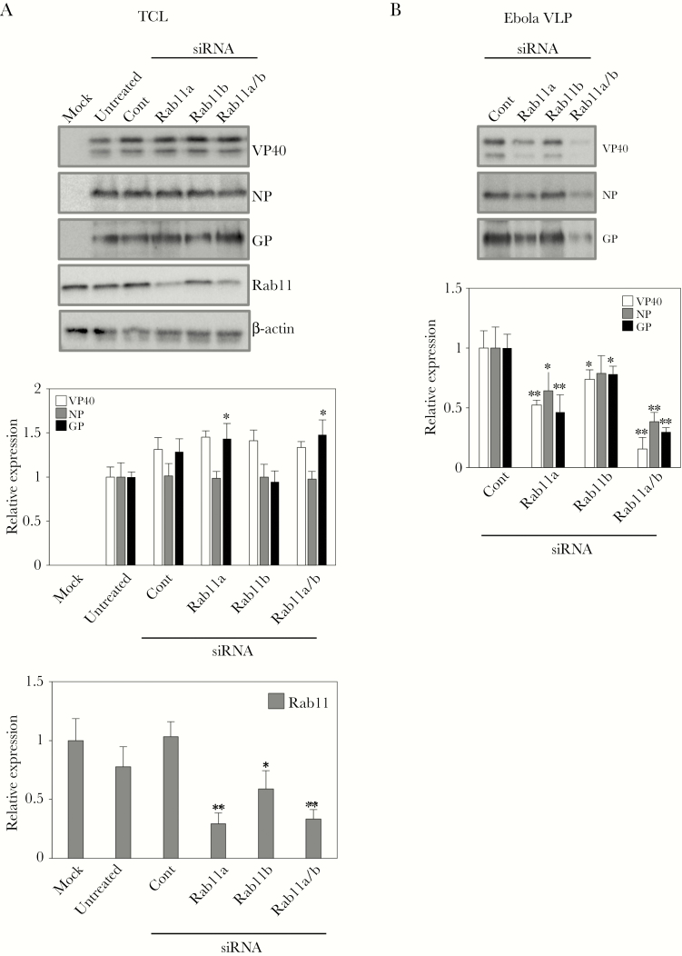 Budding of Ebola Virus Particles Requires the Rab11-Dependent Endocytic ...