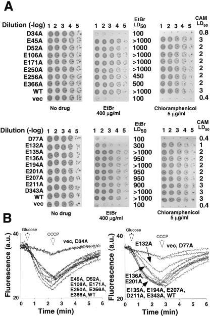 FIG. 2.