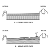 Figure 4)