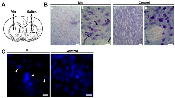 Figure 9