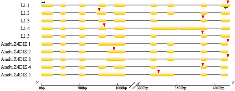 Fig. 7