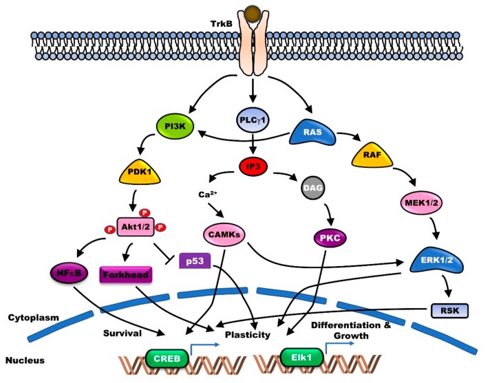 Regulation of BDNF-TrkB Signaling and Potential Therapeutic Strategies ...