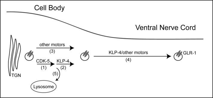 FIGURE 8: