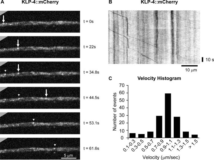 FIGURE 4: