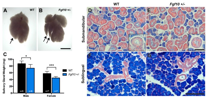 Fig. (3)