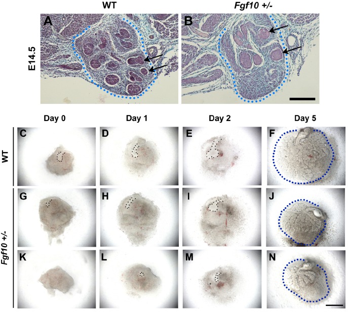 Fig. (2)