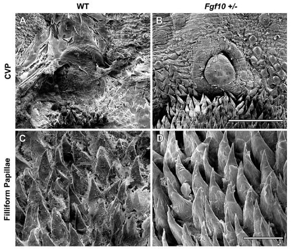 Fig. (5)