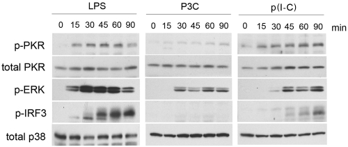 FIG 1 