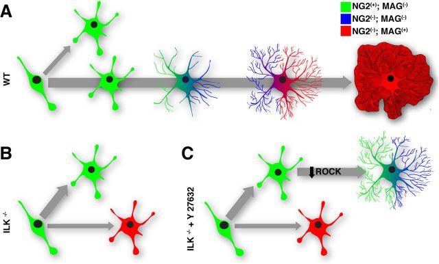 Figure 11.