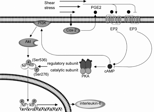 FIGURE 12.