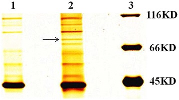 Figure 1