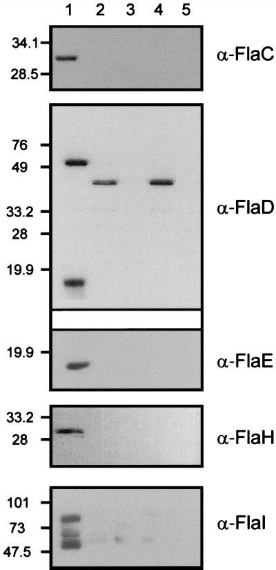 FIG. 5