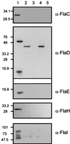 FIG. 5