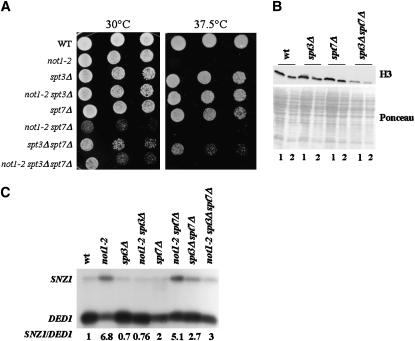 Figure 6.—